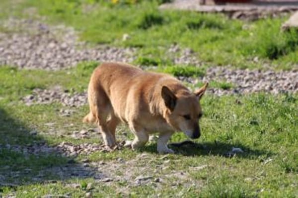 Susa - verschmust u. anhänglich