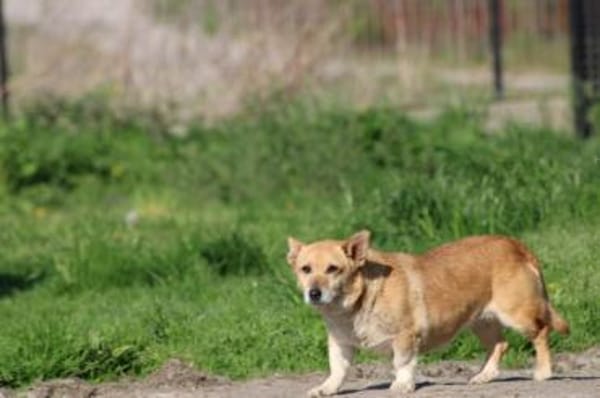 Susa - verschmust u. anhänglich
