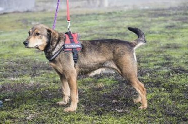Tünci  eine ruhige Hundedame