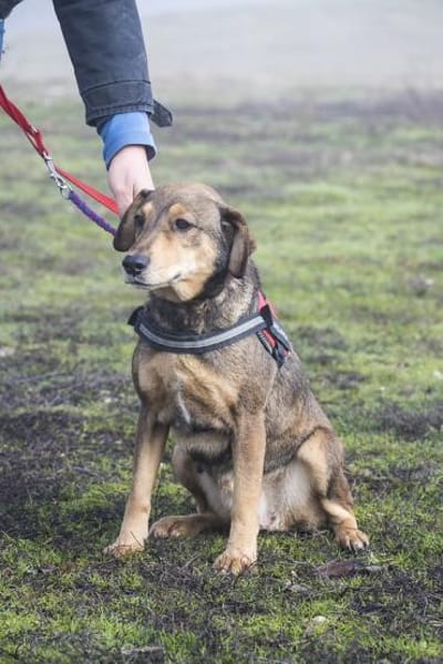 Tünci  eine ruhige Hundedame