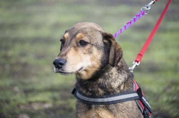 Tünci  eine ruhige Hundedame