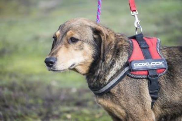 Tünci  eine ruhige Hundedame