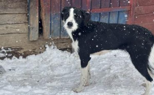 Liebevolle Livi sucht aktives Zuhause