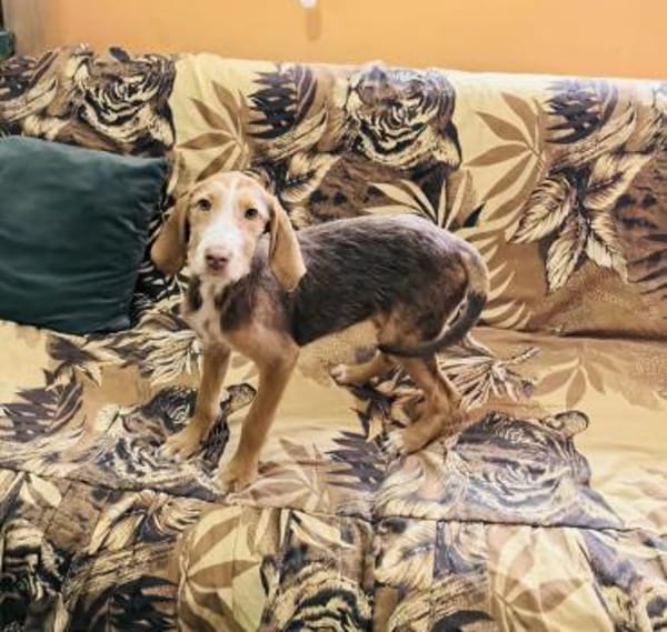 Rudolph ein bezauberndes Kerlchen