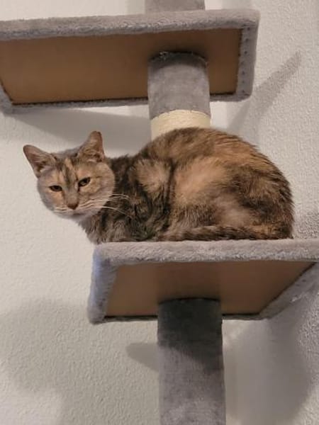 Schüchterne Pigi sucht kuscheliges Heim