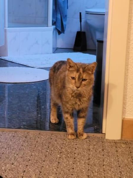 Schüchterne Pigi sucht kuscheliges Heim