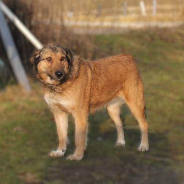 Anabelle - Altersruhesitz gesucht