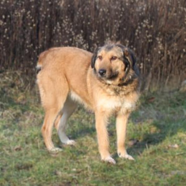 Anabelle - Altersruhesitz gesucht