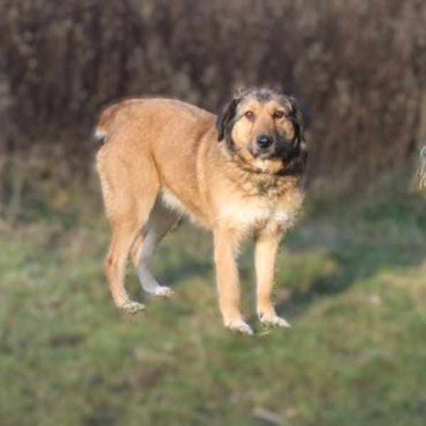 Anabelle - Altersruhesitz gesucht