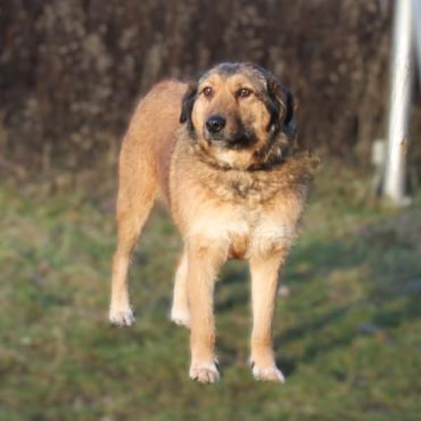 Anabelle - Altersruhesitz gesucht