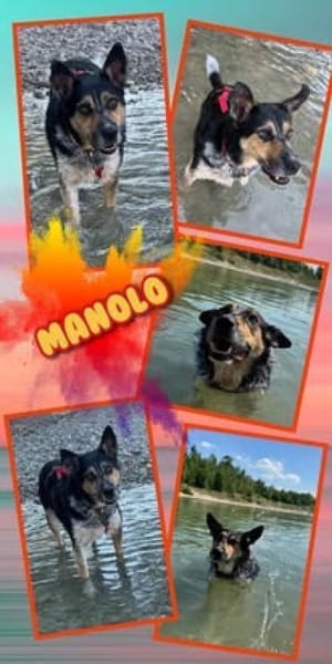 lieber Rüde Manolo auf PS 81475