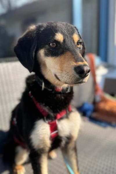 Franzl- junger Begleiter sucht Dich