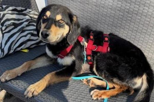 Franzl- junger Begleiter sucht Dich