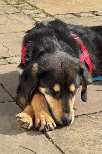 Franzl- junger Begleiter sucht Dich