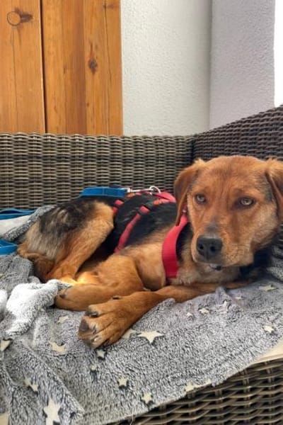 Elara- Fröhliche Hündin sucht Zuhause