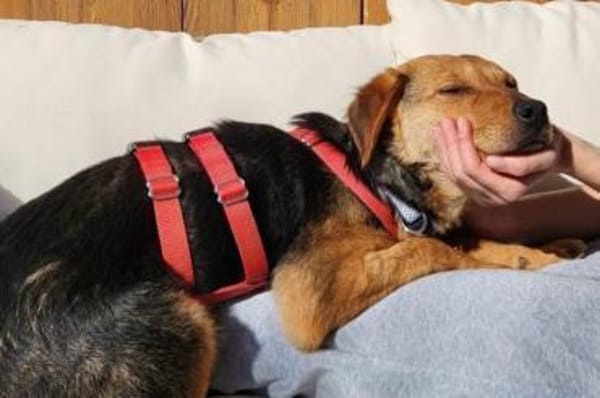 Elara- Fröhliche Hündin sucht Zuhause