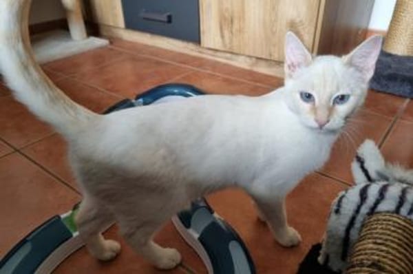 Amaya & Flöckchen...