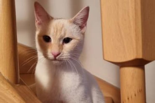 Amaya & Flöckchen...