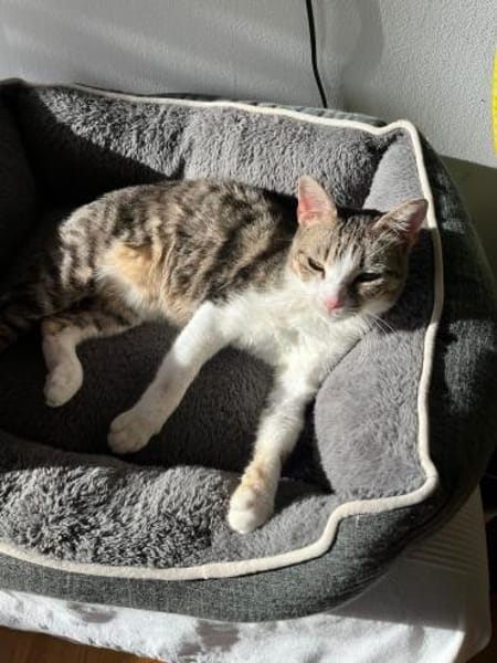 Schmusetigerchen Lotti