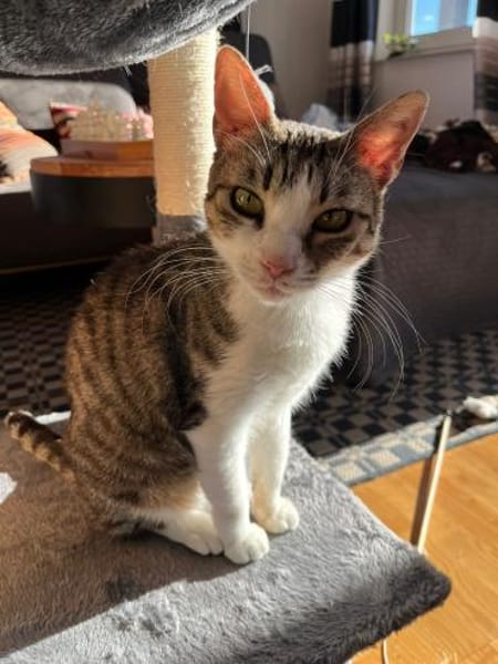 Schmusetigerchen Lotti