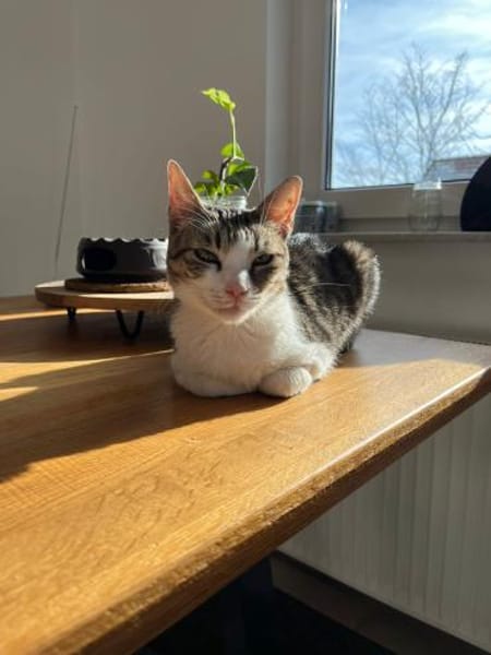 Schmusetigerchen Lotti