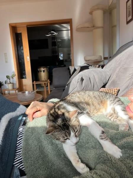 Schmusetigerchen Lotti