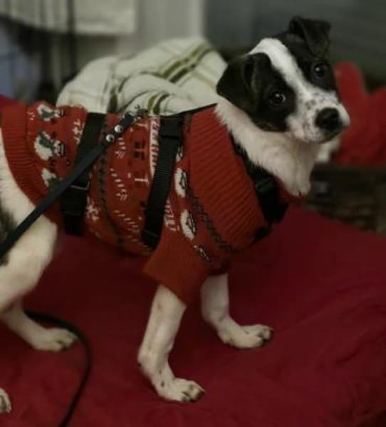 Welpenmädchen Ulla auf PS 90475