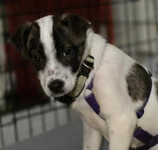 Welpenmädchen Ulla auf PS 90475