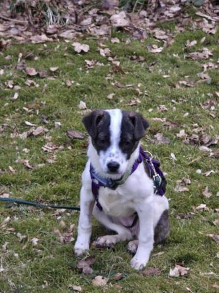 Welpenmädchen Ulla auf PS 90475