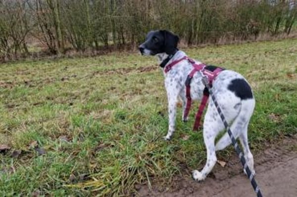 Frankie - wartet in 32683 Barntrup