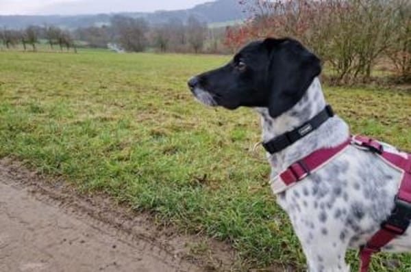 Frankie - wartet in 32683 Barntrup