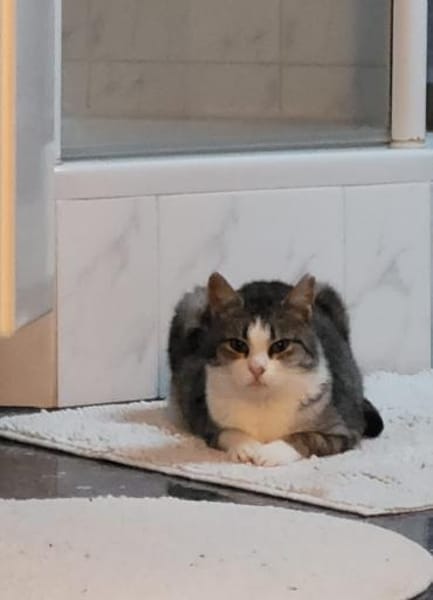 Süße Bura sucht ihr ersehntes Zuhause