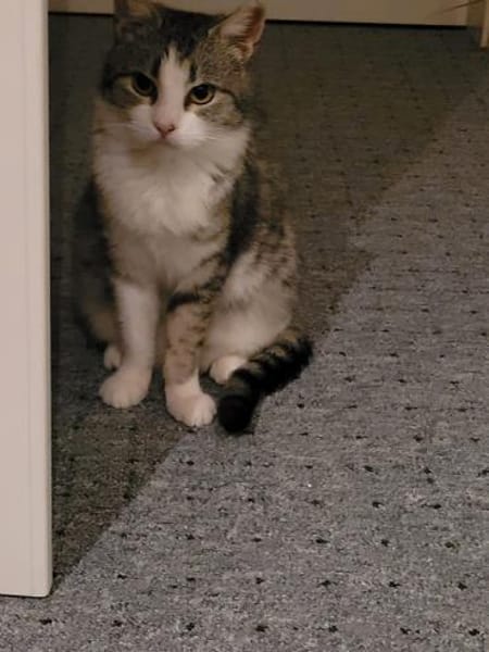 Süße Bura sucht ihr ersehntes Zuhause