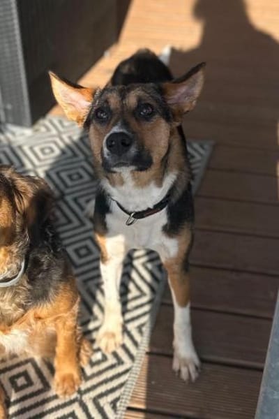 Rixa- Treue Freundin sucht ihr Zuhause