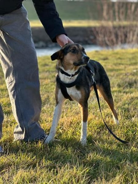 Rixa- Treue Freundin sucht ihr Zuhause