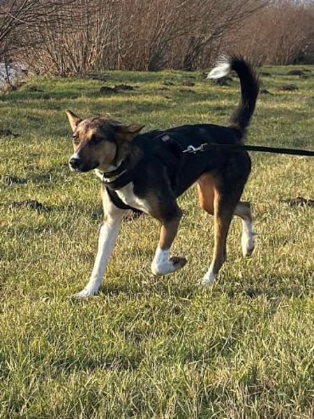 Rixa- Treue Freundin sucht ihr Zuhause