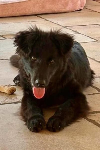 Robbie wünscht sich sein Zuhause