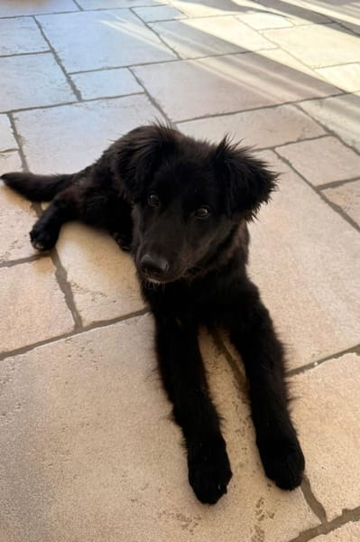 Robbie wünscht sich sein Zuhause