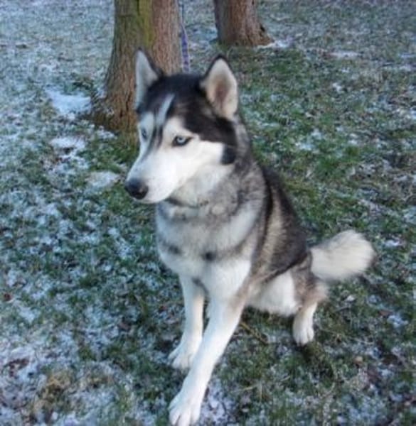 Florentin von kettenlos