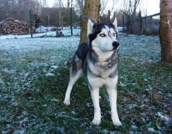 Florentin von kettenlos