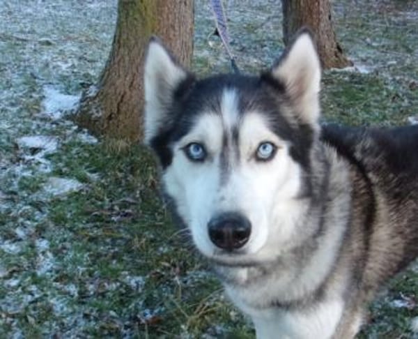 Florentin von kettenlos