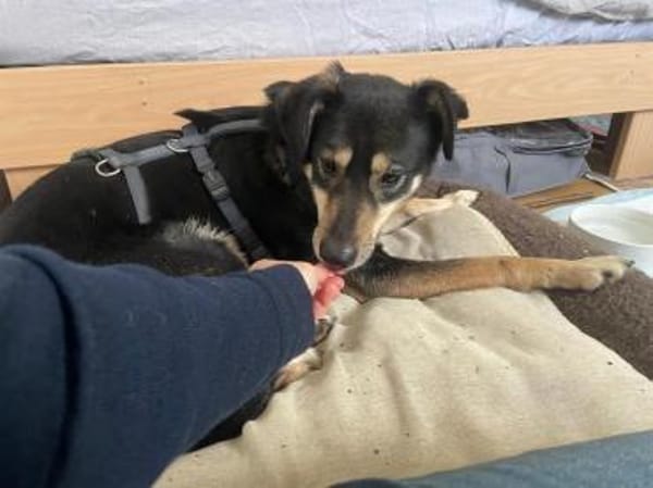 Solana ist eine sanfte Hündin 🐾