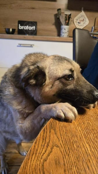 Marty - Der Anschmiegsame 🐾