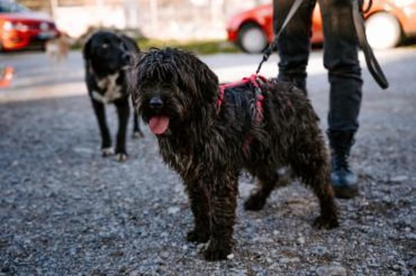 Liebe Wuschelmaus Pola