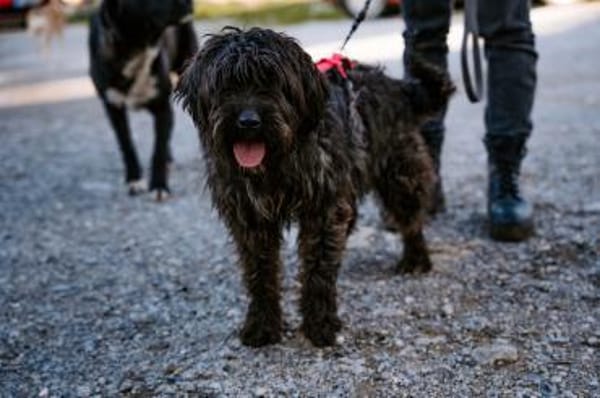 Liebe Wuschelmaus Pola