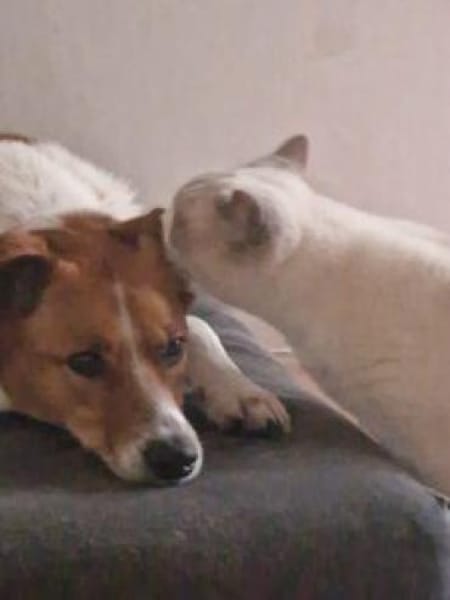 Clezo nun Mads 52 cm