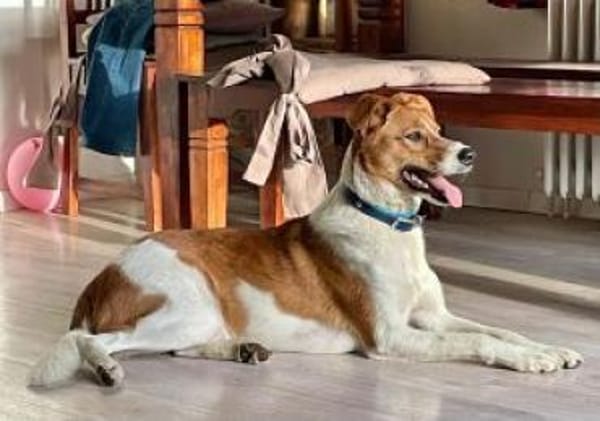 Clezo nun Mads 52 cm