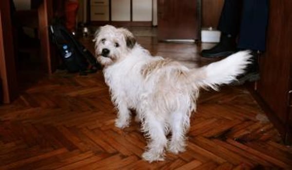 Lieber Beni sucht seine Familie