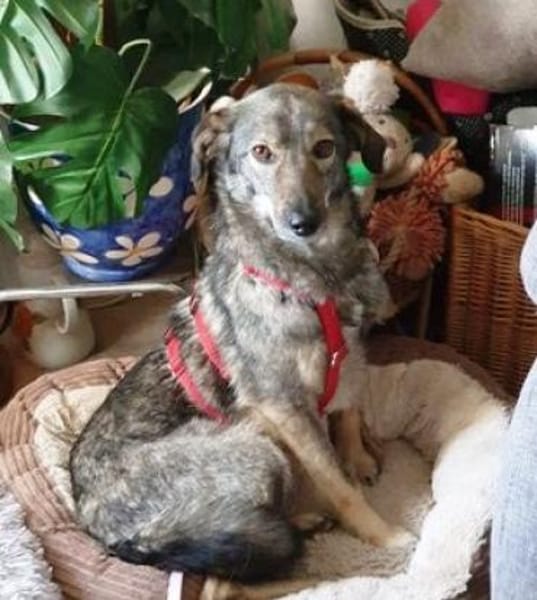 Molina ist eine bezaubernde Hündin!