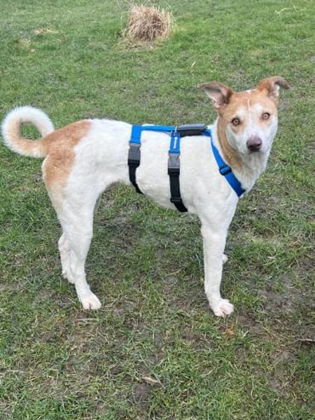 Arko - unser Sonnenschein sucht dich!